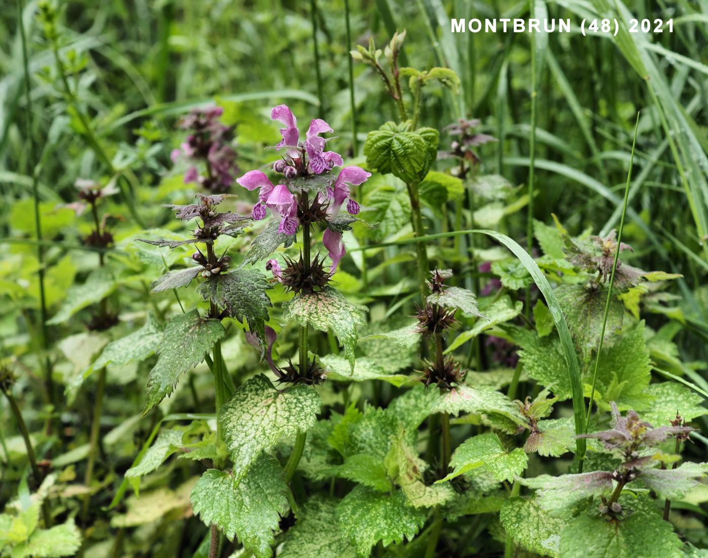 Dead-nettle, Spotted plant